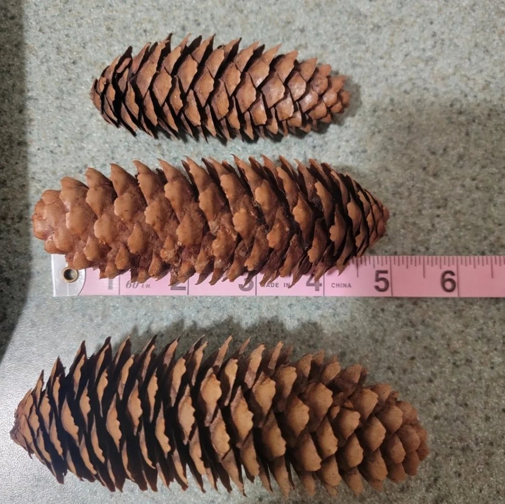 Pine Cones Norway Spruce Lot Of 68 4.5
